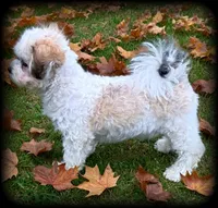 Oslo Teddybear Boy, LOVEBUG❣️,  mature 9-10 pounds , a male Shichon for sale in Clintonville, WI – 4 of 5