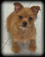 Chili ~ Yorkie-Pom Toysize Boy  Mr. PERSONALITY ❣️, a male Yorkshire Terrier for sale in Clintonville, WI – 1 of 6