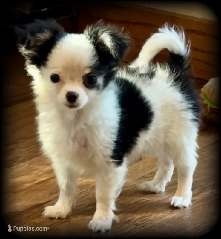 Oreo Teacup Chihuahua Longcoat Boy, weight 10/22/26 2 pounds – Chihuahua puppy for sale in Clintonville, WI