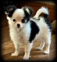 Oreo Teacup Chihuahua Longcoat Boy, weight 10/22/26 2 pounds, a male Chihuahua for sale in Clintonville, WI – 1 of 10