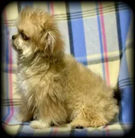 Hemi Tiny Toy Boy Shiranian, a male Shiranian for sale in Clintonville, WI – Photo 6 of 6