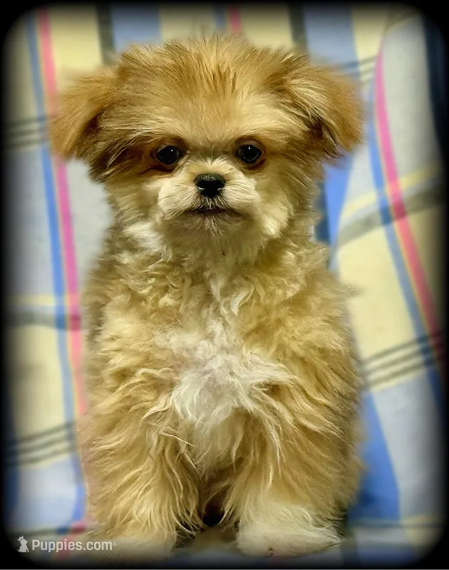 Hemi Tiny Toy Boy Shiranian – Shiranian puppy for sale in Clintonville, WI