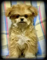 Hemi Tiny Toy Boy Shiranian, a male Shiranian for sale in Clintonville, WI – Photo 1 of 6