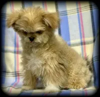 Hemi Tiny Toy Boy Shiranian, a male Shiranian for sale in Clintonville, WI – Photo 5 of 6