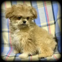 Hemi Tiny Toy Boy Shiranian, a male Shiranian for sale in Clintonville, WI – Photo 4 of 6