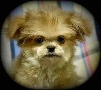 Hemi Tiny Toy Boy Shiranian, a male Shiranian for sale in Clintonville, WI – Photo 3 of 6