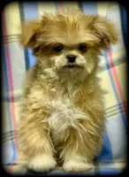 Hemi Tiny Toy Boy Shiranian, a male Shiranian for sale in Clintonville, WI – Photo 2 of 6