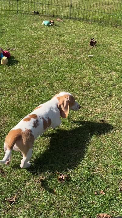 VIDEOS ❤️ Mini Doxie Red boy - NEUTER REQUIREMENT, a male Miniature Dachshund for sale in Clintonville, WI – 2 of 4