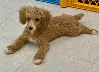 ACE Toy Poodle Boy - neuter requirement, a male Poodle - Toy  for sale in Clintonville, WI – 3 of 7