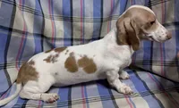 Mini Doxie piebald boy - NEUTER REQUIREMENT, a male Miniature Dachshund for sale in Clintonville, WI – 2 of 2