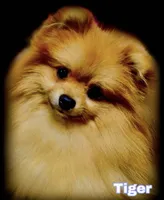 Ireland Beautiful Toysize Girl, a female Pomeranian for sale in Clintonville, WI – 4 of 5