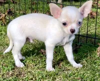 Applehead white/cream Boy, blue eye-brown eye, should mature 5-6#s, a male Chihuahua for sale in Clintonville, WI – 3 of 10