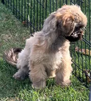 Bow Toysized Chocolate based Shih-Poo Boy (3/4 Shih Tzu), a male Shihpoo for sale in Clintonville, WI – 6 of 7