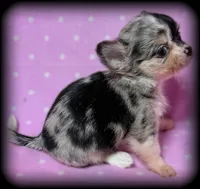 Skye teacup/Tiny Toy blue Merle Applehead Girl - longcoat, a female Chihuahua for sale in Clintonville, WI – 4 of 7