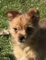 Yorkie-Pom Foxy Toysize boy - ADORABLE ❣️, a male Pomeranian for sale in Clintonville, WI – 3 of 8