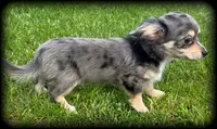 Larry silver dapple/cream TOYSIZE Chiweenie boy, a male Chiweenie for sale in Clintonville, WI – 5 of 9