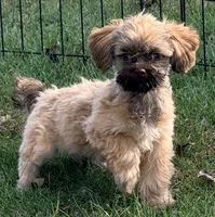 Bow Toysized Chocolate based Shih-Poo Boy (3/4 Shih Tzu), a male Shih Tzu for sale in Clintonville, WI – 1 of 6