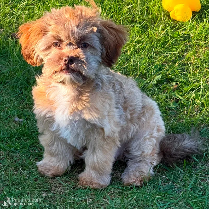 Arrow Toysize liver based Shih-Poo Boy (3/4 Shih Tzu) – Shihpoo puppy for sale in Clintonville, WI