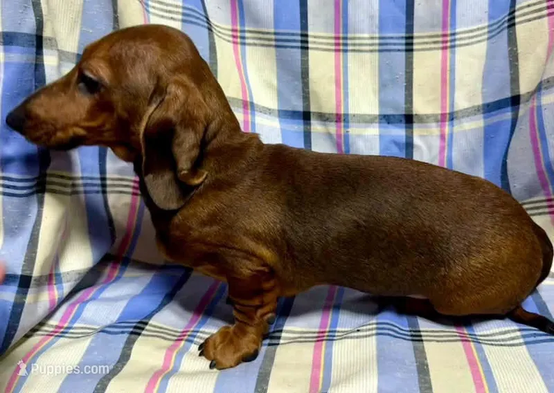 Mini Doxie Red boy - NEUTER REQUIREMENT – Miniature Dachshund puppy for sale in Clintonville, WI