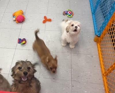 Mr. PERSONALITY❣️ Chili ~ Yorkie-Pom Toysize Boy, a male Pomeranian for sale in Clintonville, WI – 5 of 6