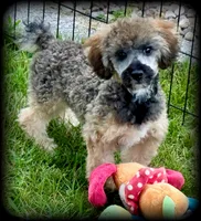 Biscuit is a sable colored Toy Poodle Boy, a male Poodle - Toy  for sale in Clintonville, WI – 4 of 5