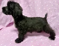 Marie TOYSIZE Schnoodle Girl, a female Schnoodle for sale in Clintonville, WI – Photo 2 of 3