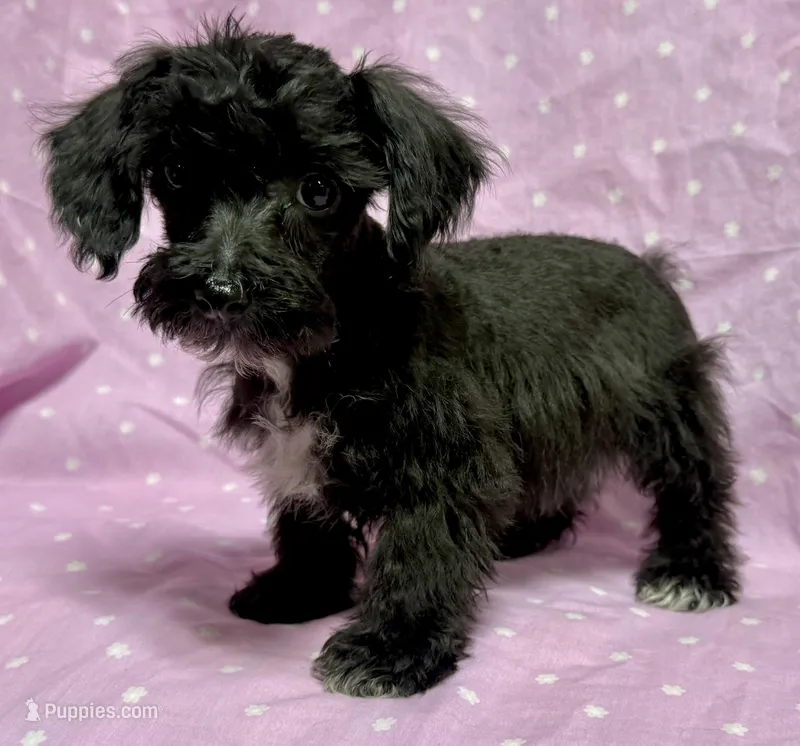 Marie TOYSIZE Schnoodle Girl – Schnoodle puppy for sale in Clintonville, WI