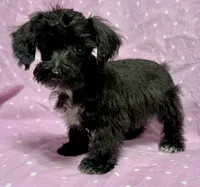 Marie TOYSIZE Schnoodle Girl, a female Schnoodle for sale in Clintonville, WI – Photo 1 of 3