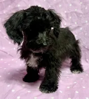 Marie TOYSIZE Schnoodle Girl, a female Schnoodle for sale in Clintonville, WI – Photo 3 of 3