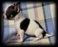 Bandit teacup/Tiny Toy Applehead Boy - Smoothcoat, a male Chihuahua for sale in Clintonville, WI – 3 of 6