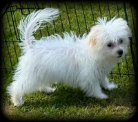 Pearl MalChi tiny toy girl, a female Malchi for sale in Clintonville, WI – 6 of 8