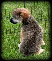 Biscuit is a sable colored Toy Poodle Boy, a male Poodle - Toy  for sale in Clintonville, WI – 2 of 5