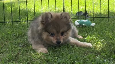 Ireland Beautiful Toysize Girl, a female Pomeranian for sale in Clintonville, WI – 5 of 5