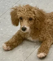 ACE Toy Poodle Boy - neuter requirement, a male Poodle - Toy  for sale in Clintonville, WI – 4 of 7