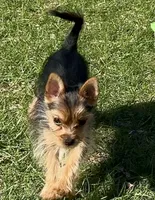 Yorkie-Pom mix, tiny toy, Mr. Big Stuff, a male Pomeranian and Yorkshire Terrier for sale in Clintonville, WI – 3 of 9