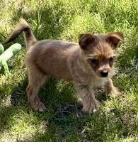 Chili ~ Yorkie-Pom Toysize Boy  Mr. PERSONALITY ❣️, a male Yorkshire Terrier for sale in Clintonville, WI – 4 of 6