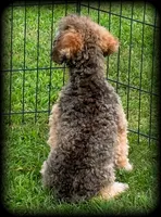 Biscuit is a sable colored Toy Poodle Boy, a male Poodle - Toy  for sale in Clintonville, WI – 5 of 5