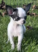 APPLEHEAD Teacup white/black boy 1# 11 oz on 10/2/26, a male Chihuahua for sale in Clintonville, WI – 3 of 10