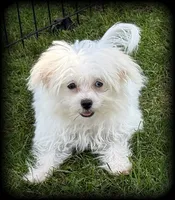 Pearl MalChi tiny toy girl, a female Malchi for sale in Clintonville, WI – 2 of 8