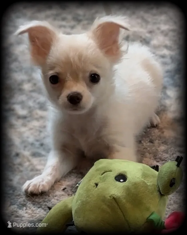 Cloud Applehead Tiny Toy White/Cream Boy. 13 weeks - 2.9 pounds – Chihuahua puppy for sale in Clintonville, WI
