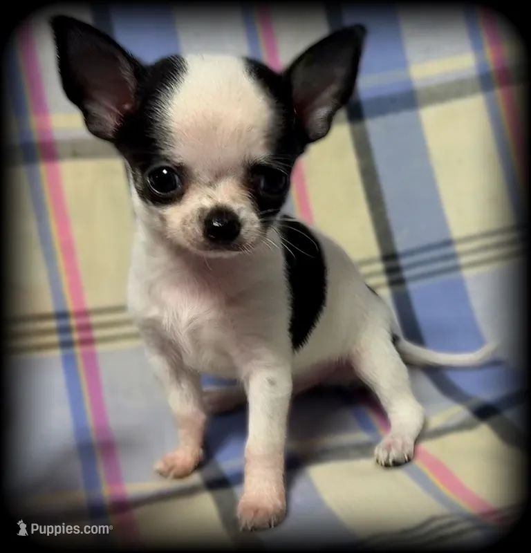 Bandit teacup/Tiny Toy Applehead Boy - Smoothcoat – Chihuahua puppy for sale in Clintonville, WI