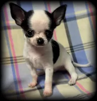 Bandit teacup/Tiny Toy Applehead Boy - Smoothcoat, a male Chihuahua for sale in Clintonville, WI – 1 of 6