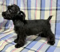 Donnie Schnoodle TOYSIZE Boy, a male Miniature Schnauzer and Schnoodle for sale in Clintonville, WI – Photo 2 of 2