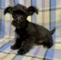 Donnie Schnoodle TOYSIZE Boy, a male Miniature Schnauzer and Schnoodle for sale in Clintonville, WI – Photo 1 of 2