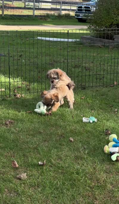 Bow Toysized Chocolate based Shih-Poo Boy (3/4 Shih Tzu), a male Shihpoo for sale in Clintonville, WI – 7 of 7