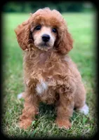 Roma beautiful girl VIDEOS, a female Poodle - Toy  for sale in Clintonville, WI – 1 of 5
