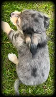 Larry silver dapple/cream TOYSIZE Chiweenie boy, a male Chiweenie for sale in Clintonville, WI – 6 of 9