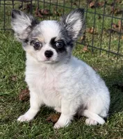 Applehead white/blue Merle Boy, should mature 5-6#s, a male Chihuahua for sale in Clintonville, WI – 2 of 10