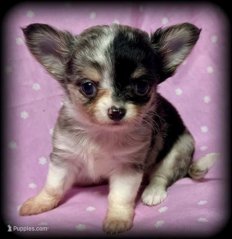 Skye teacup/Tiny Toy blue Merle Applehead Girl - longcoat – Chihuahua puppy for sale in Clintonville, WI