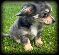 Silver Dapple/Cream TOYSIZE Chiweenie Boy “Larry”, a male Chihuahua for sale in Clintonville, WI – 1 of 9